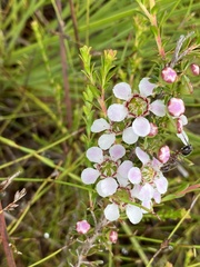 Leptospermum liversidgei