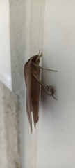 Xylophanes anubus