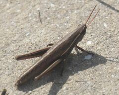 Aptenopedes sphenarioides