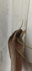 Xylophanes anubus