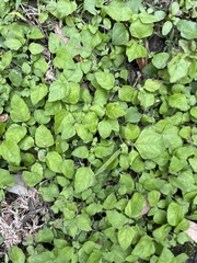 Calyptocarpus vialis