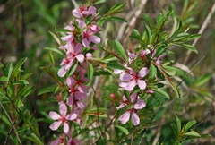 Prunus tenella