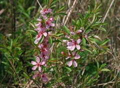 Prunus tenella
