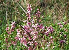Prunus tenella