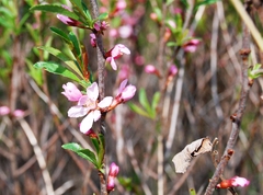 Prunus tenella