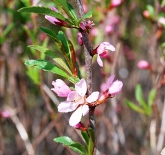 Prunus tenella