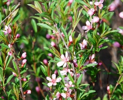 Prunus tenella