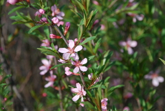 Prunus tenella