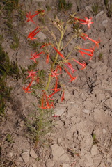 Ipomopsis aggregata aggregata