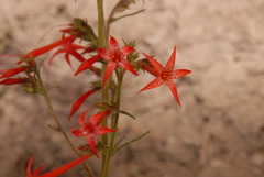 Ipomopsis aggregata aggregata