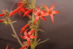 Ipomopsis aggregata aggregata