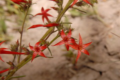 Ipomopsis aggregata aggregata