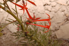 Ipomopsis aggregata aggregata