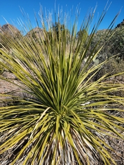 Dasylirion leiophyllum