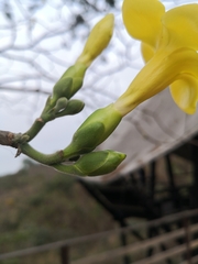 Aspidosperma