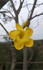 Aspidosperma