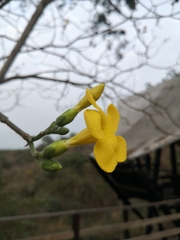 Aspidosperma
