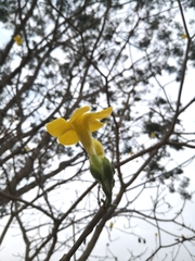 Aspidosperma