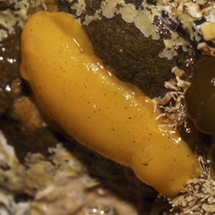 Doriopsis granulosa
