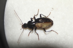 Platynini