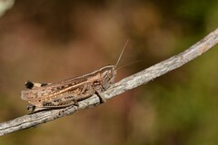 Ramburiella hispanica