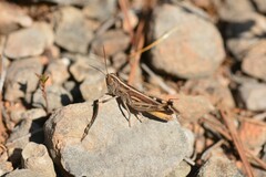 Ramburiella hispanica