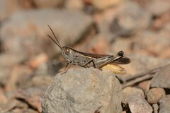 Ramburiella hispanica