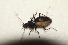Platynini
