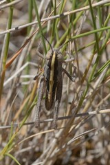 Ramburiella hispanica