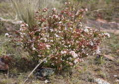 Calytrix tetragona
