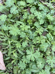 Geranium carolinianum