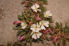 Oenothera cespitosa cespitosa