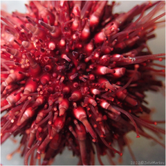 Mesocentrotus franciscanus