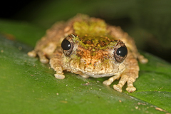 Kurixalus bisacculus