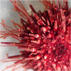 Mesocentrotus franciscanus