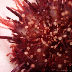 Mesocentrotus franciscanus