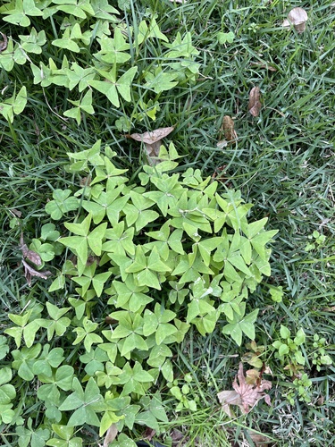 Oxalis dehradunensis, photograph 4