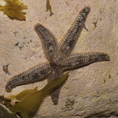 Allostichaster polyplax