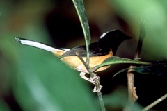 Copsychus stricklandii stricklandii