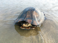 Melanochelys trijuga
