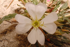 Oenothera cespitosa cespitosa