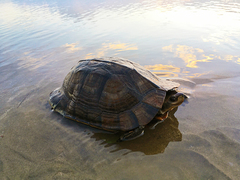 Melanochelys trijuga