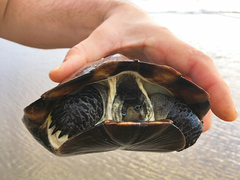 Melanochelys trijuga