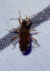 Ozophora picturata