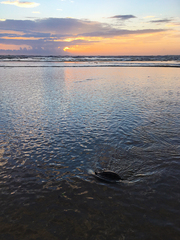 Melanochelys trijuga