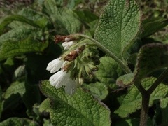 Symphytum orientale