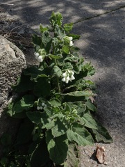 Symphytum orientale