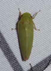 Gyponana