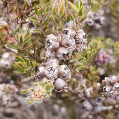 Melaleuca squamea