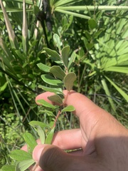 Gaylussacia mosieri image